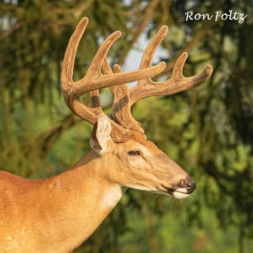 Velvet Deer Head Shot by Ron Foltz